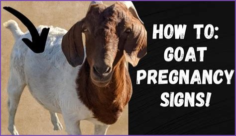 How To Know When Your GOAT Offer Is Accepted